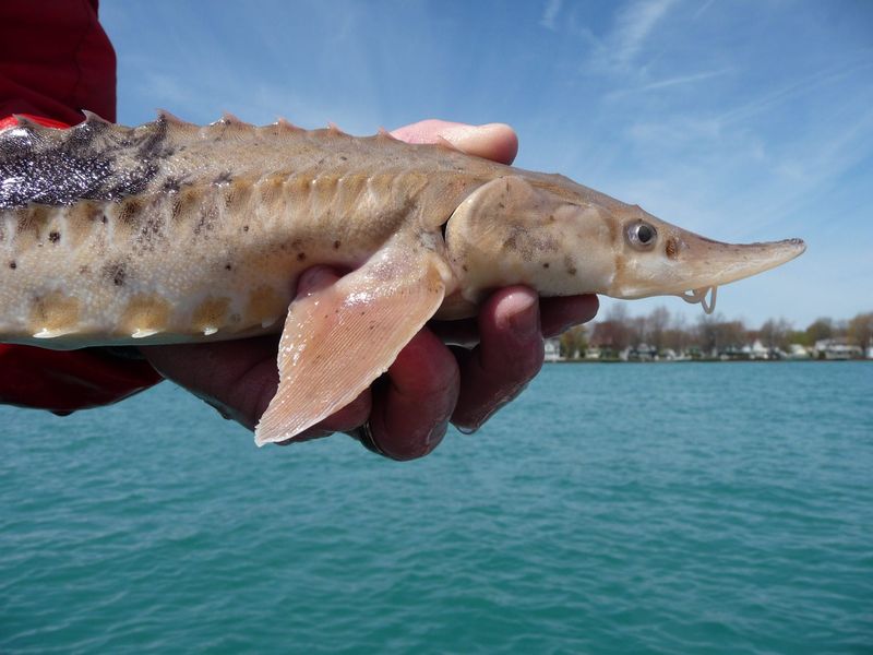 Lake Sturgeon