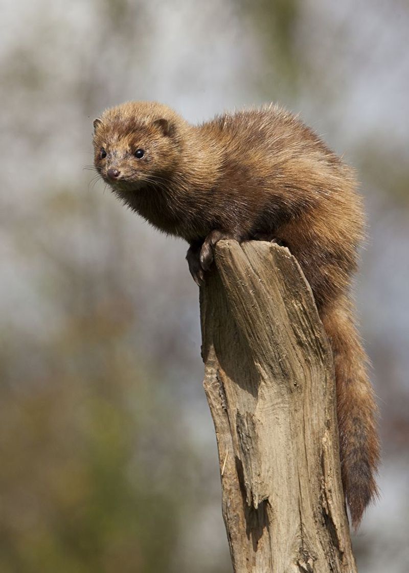 American Mink