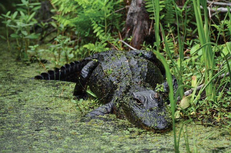 American Alligator