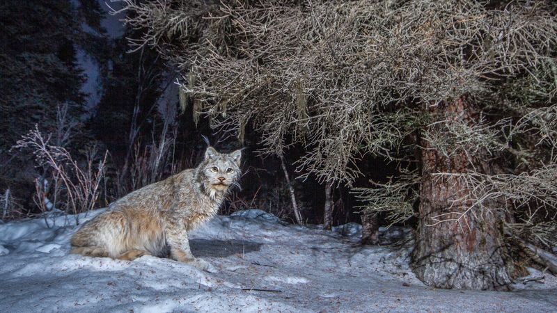 Lynx