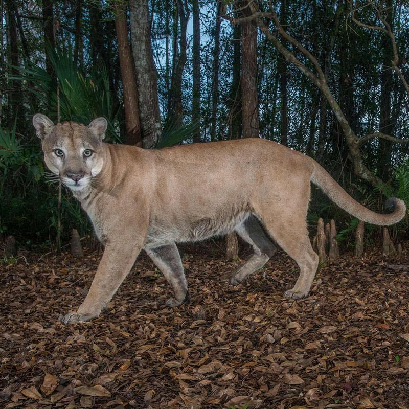 Florida Panther