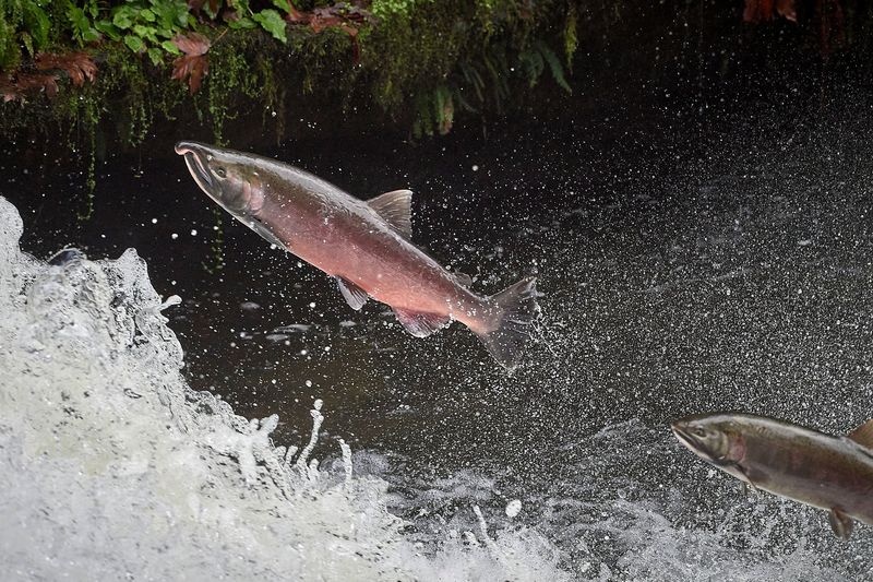 Salmon