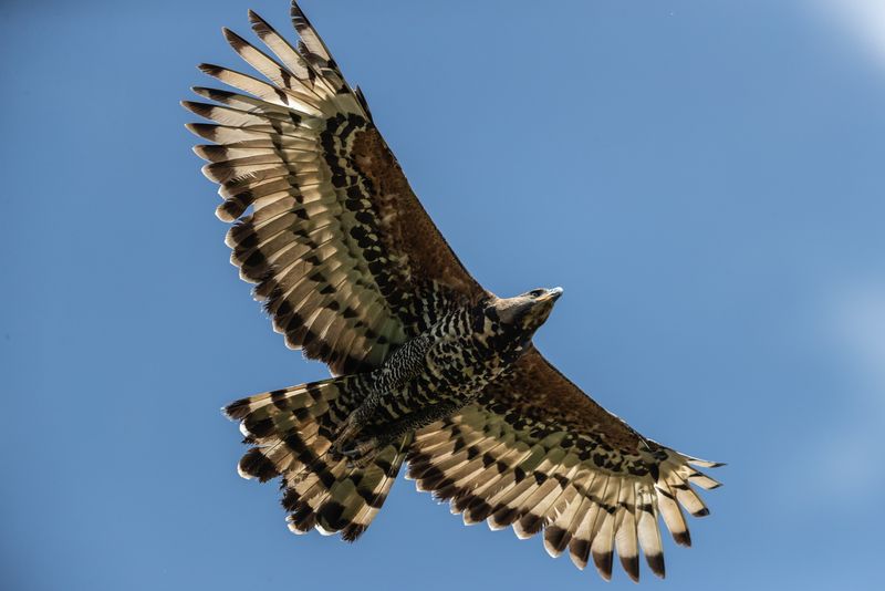 Crowned Eagle