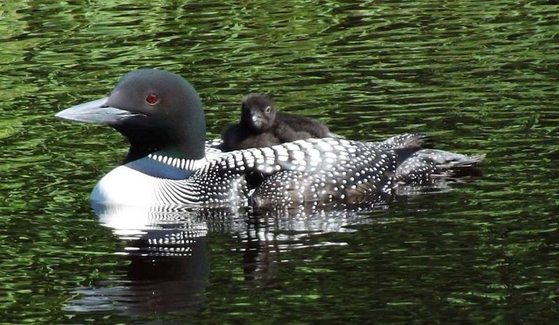 Common Loon