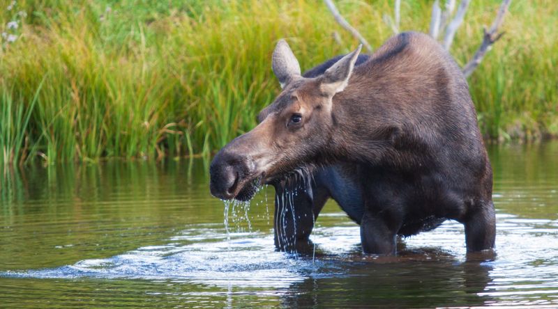 Moose