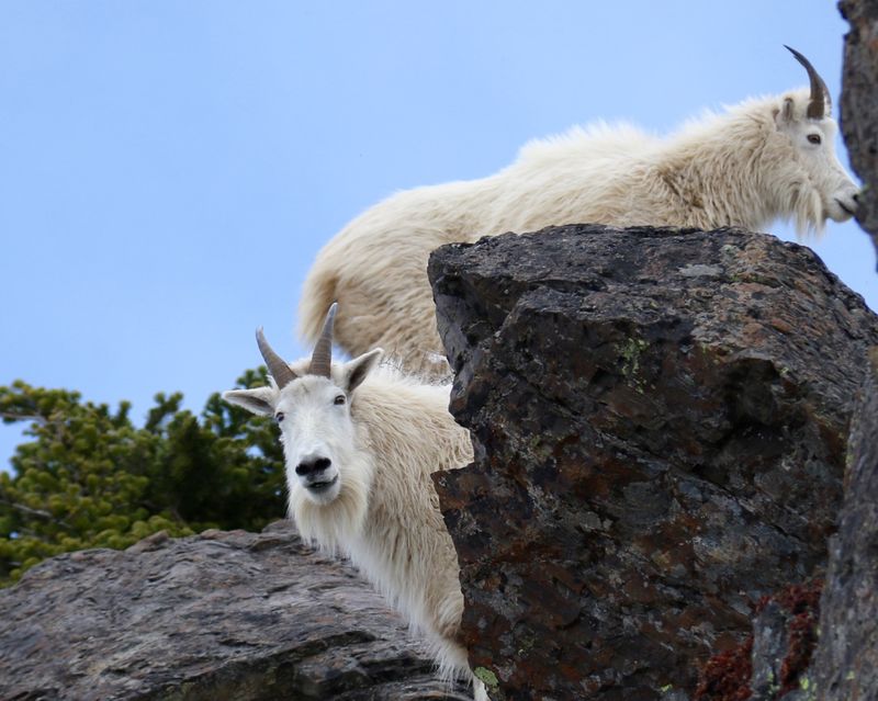 Mountain Goat