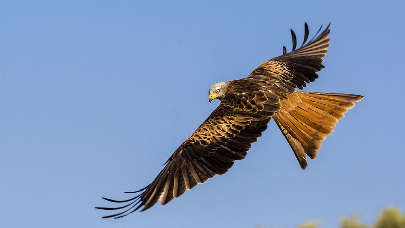 Black Kite