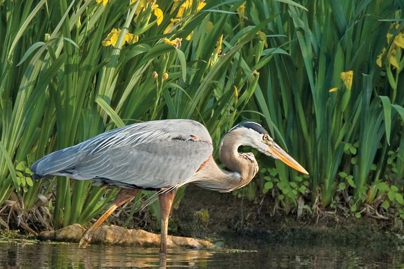Great Blue Heron