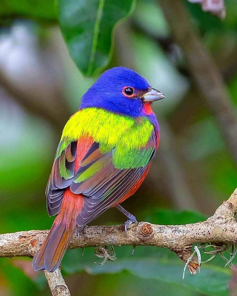Painted Bunting