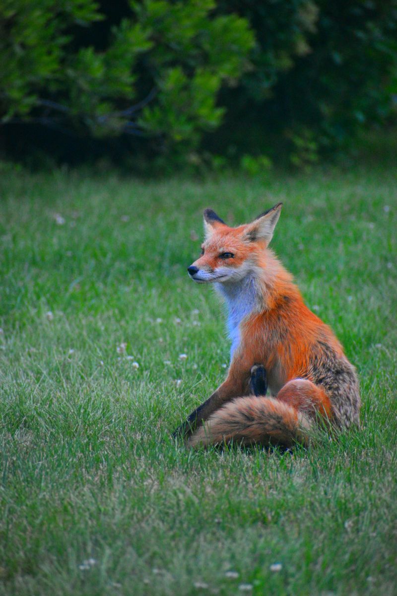 Red Fox