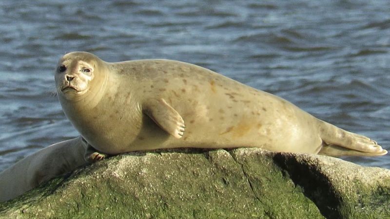 Harbor Seal
