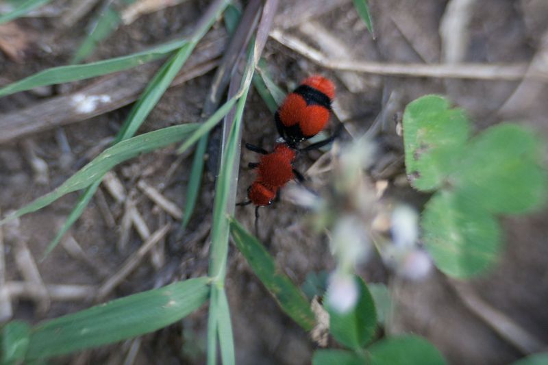 Cow Killer Ant