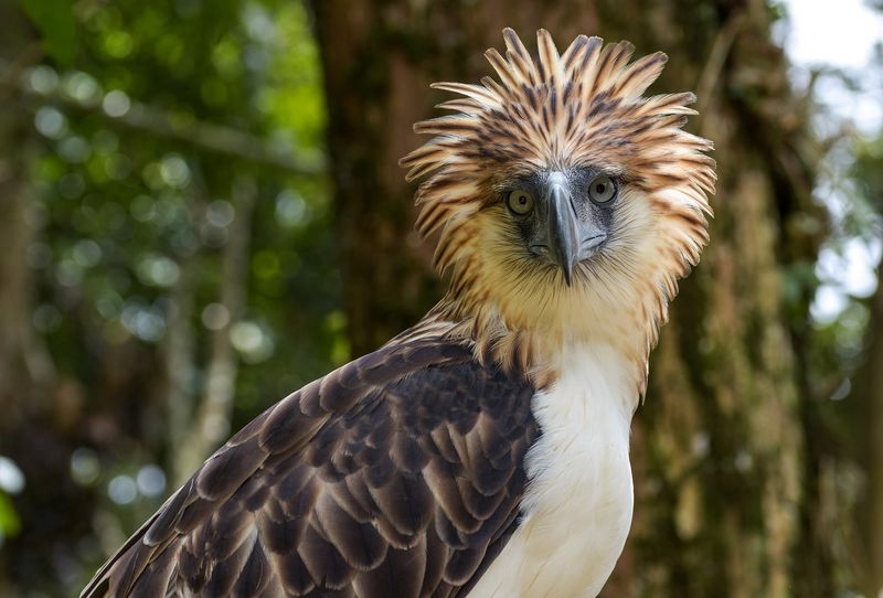 Philippine Eagles