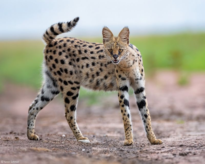Serval Cat