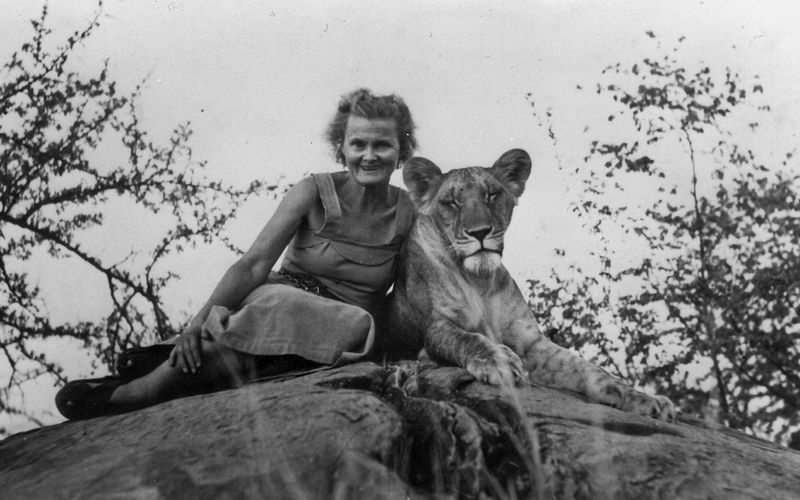 Elsa the Lioness – Born Free Icon