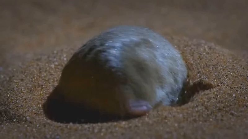 Golden Mole