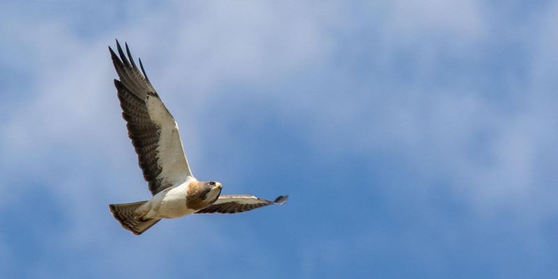 Swainson's Hawk