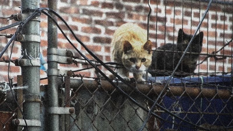 Feral Cat