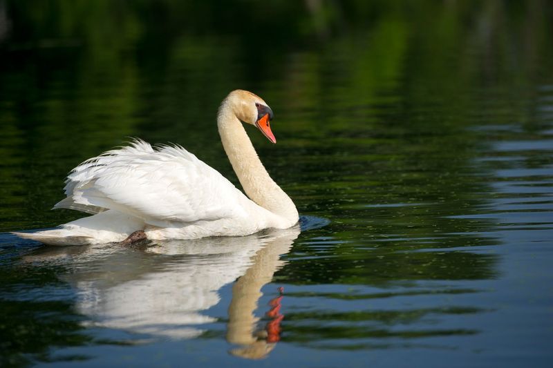Mute Swan