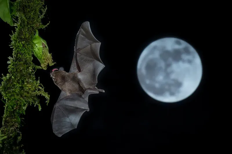 Bats