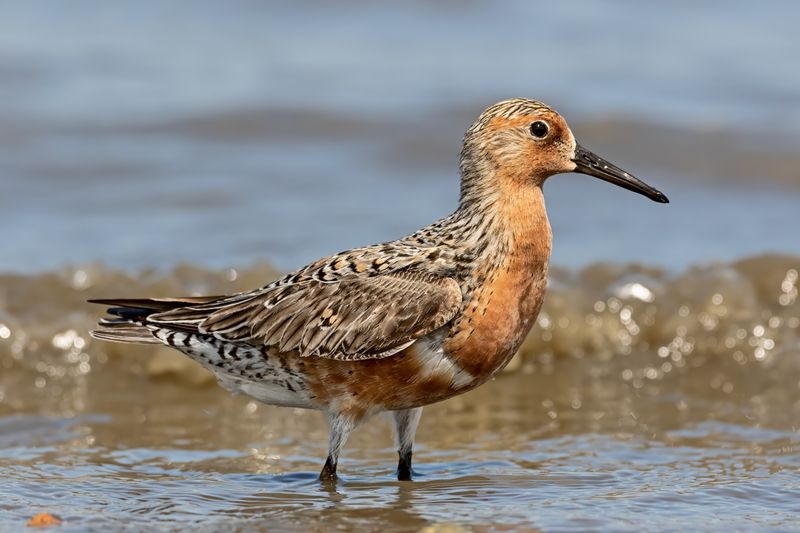Red Knot