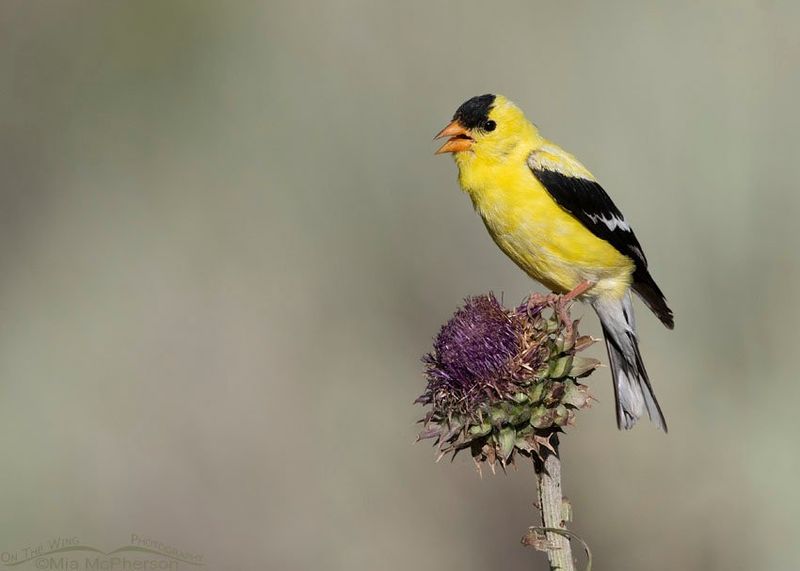 Goldfinch