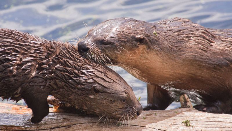 River Otter