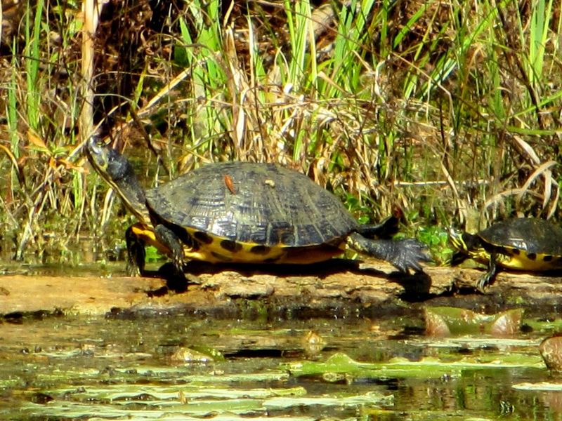 Yellow-bellied Slider