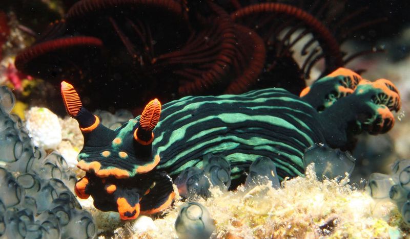 Nudibranch (various species)