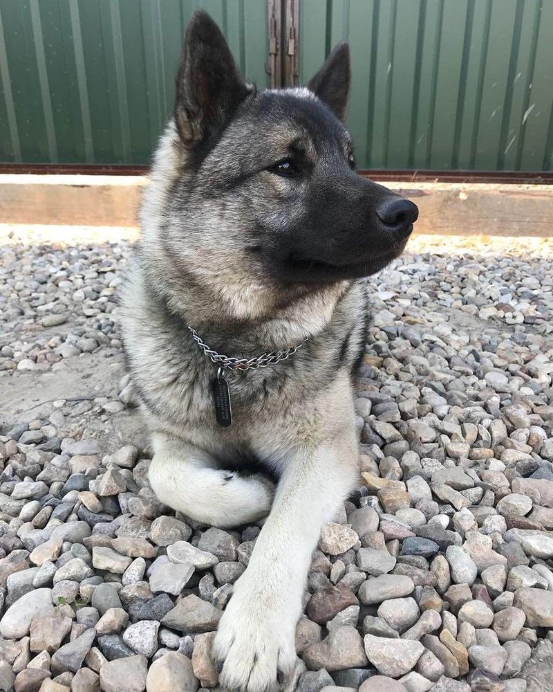 Norwegian Elkhound