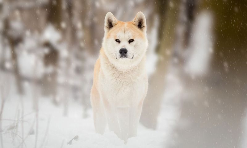 Akita Inu