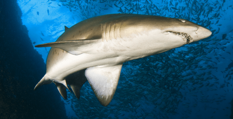 Grey Nurse Shark