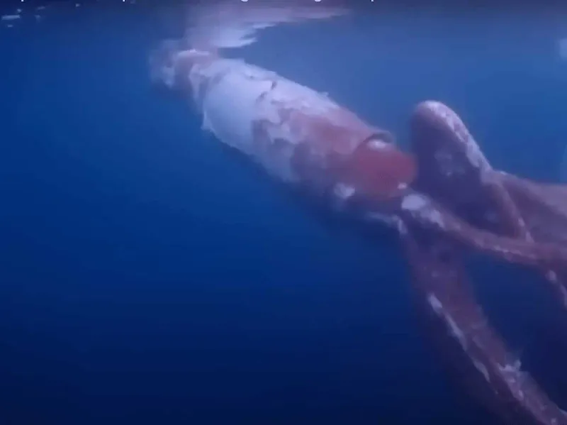 Colossal Squid