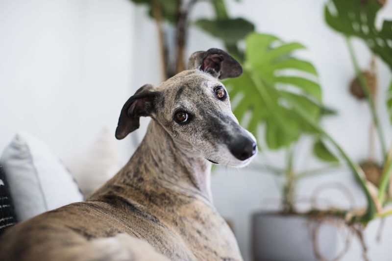 Greyhound
