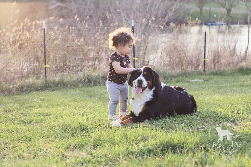 Bernese Mountain Dog