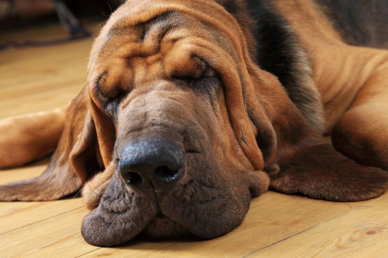 Bloodhound