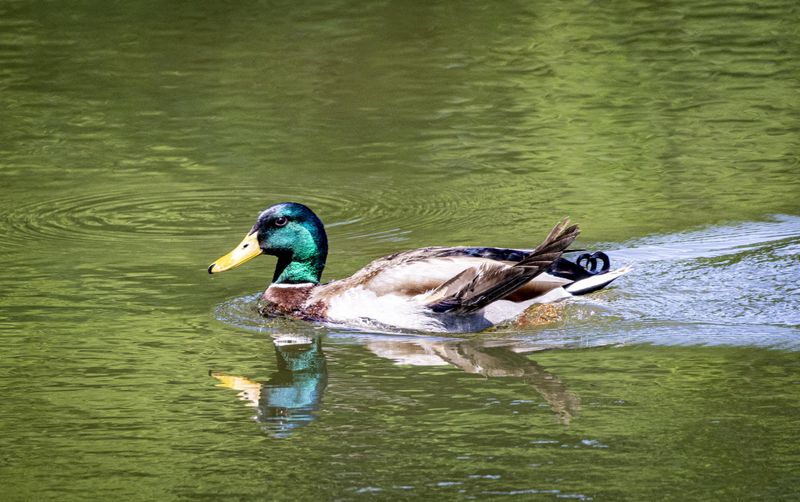 Mallard Duck