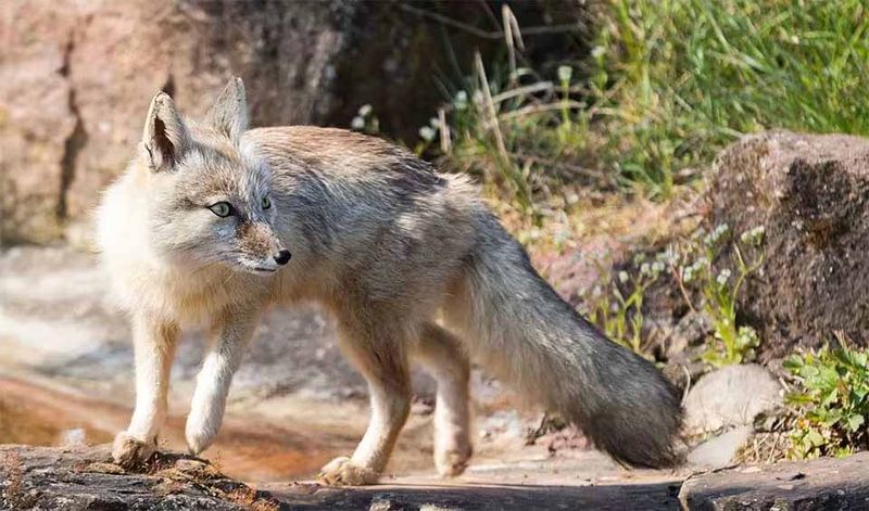 Corsac Fox (Vulpes corsac)