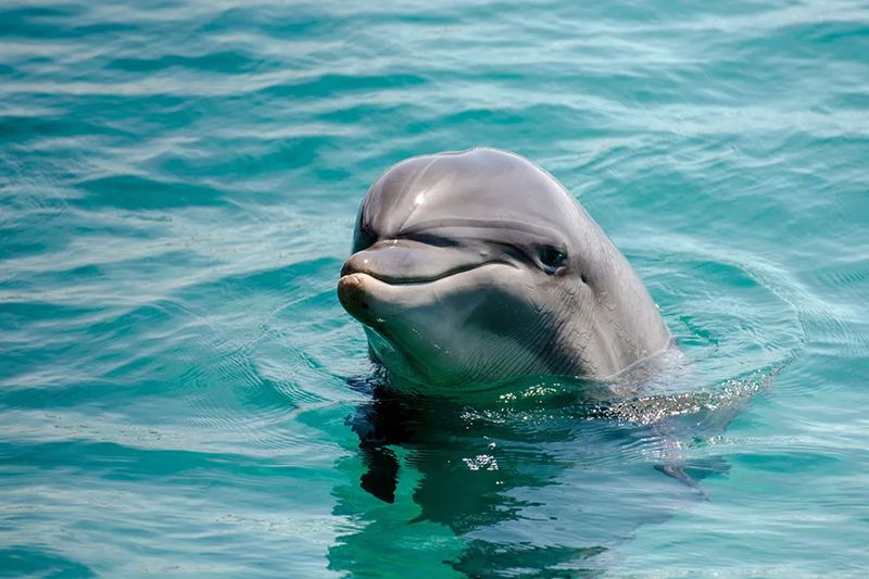 Dolphin