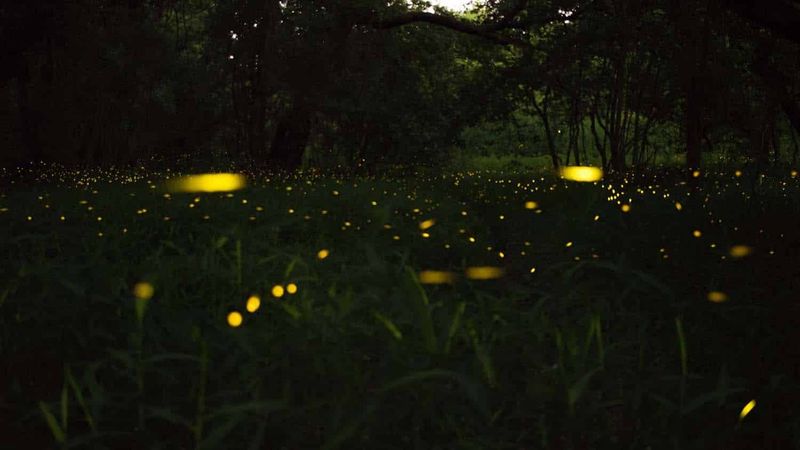 Fireflies