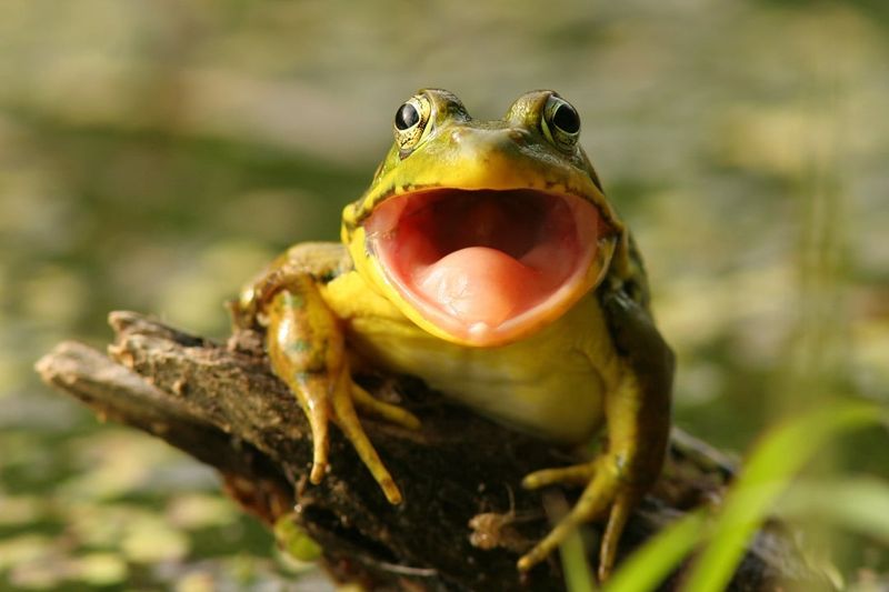 Frogs