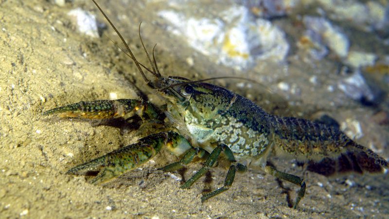 Marbled Crayfish