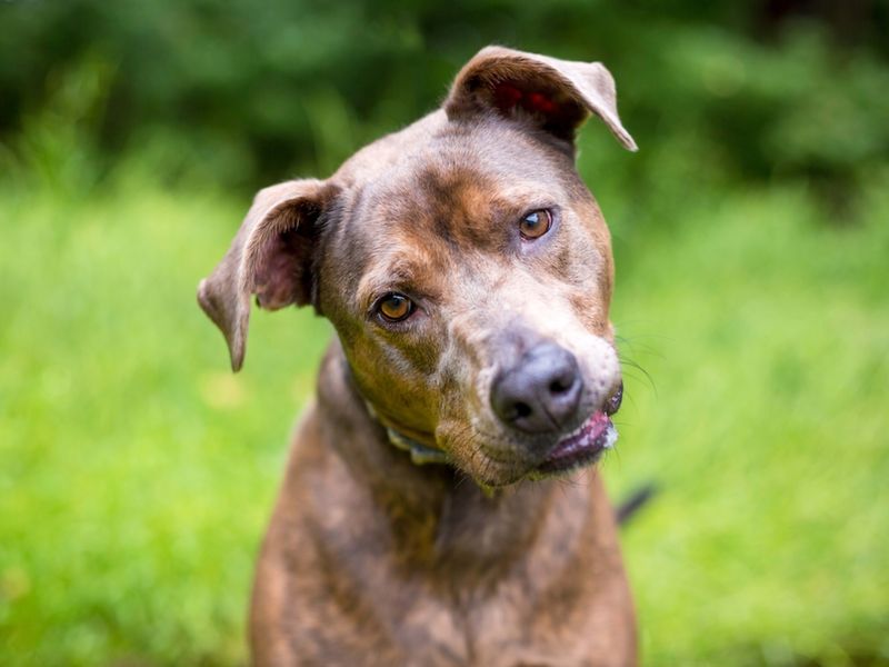 Mixed Breed Rescue