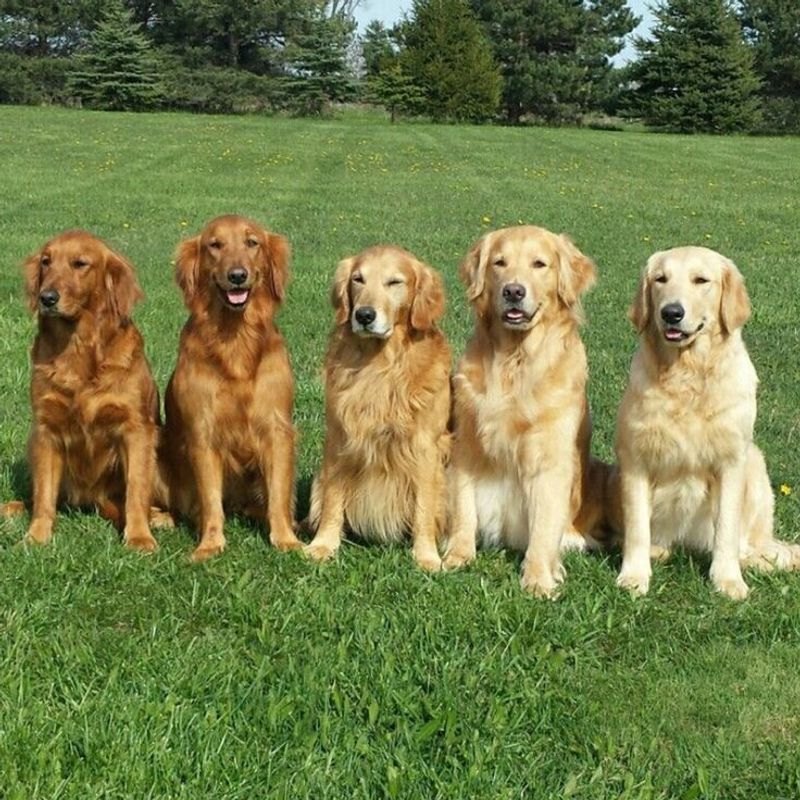 Golden Retriever