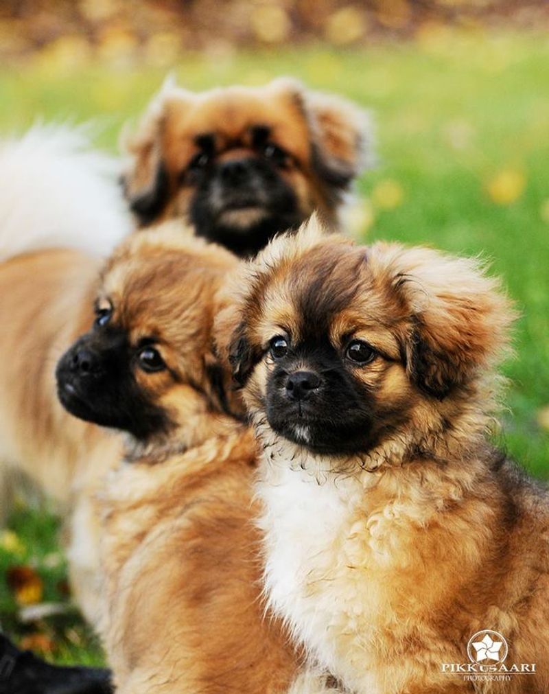 Tibetan Spaniel
