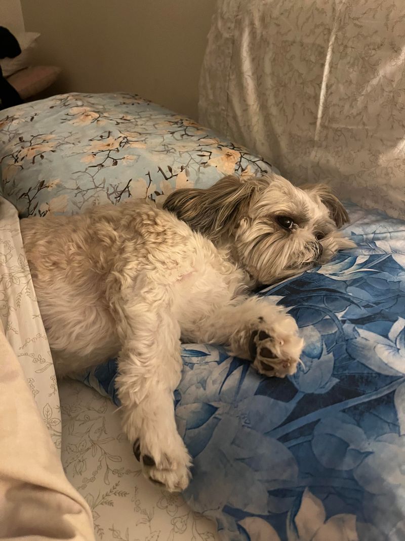Shih Tzu