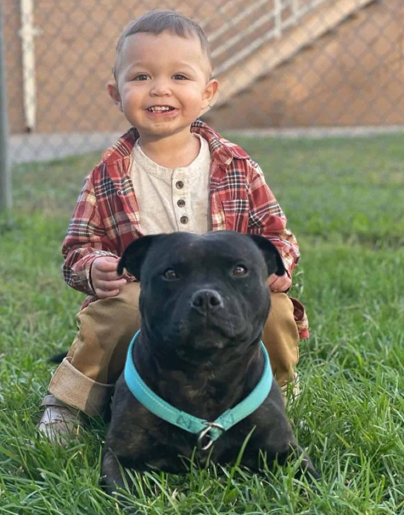 Staffordshire Bull Terrier