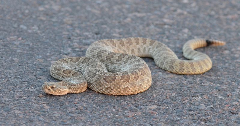 Rattlesnake