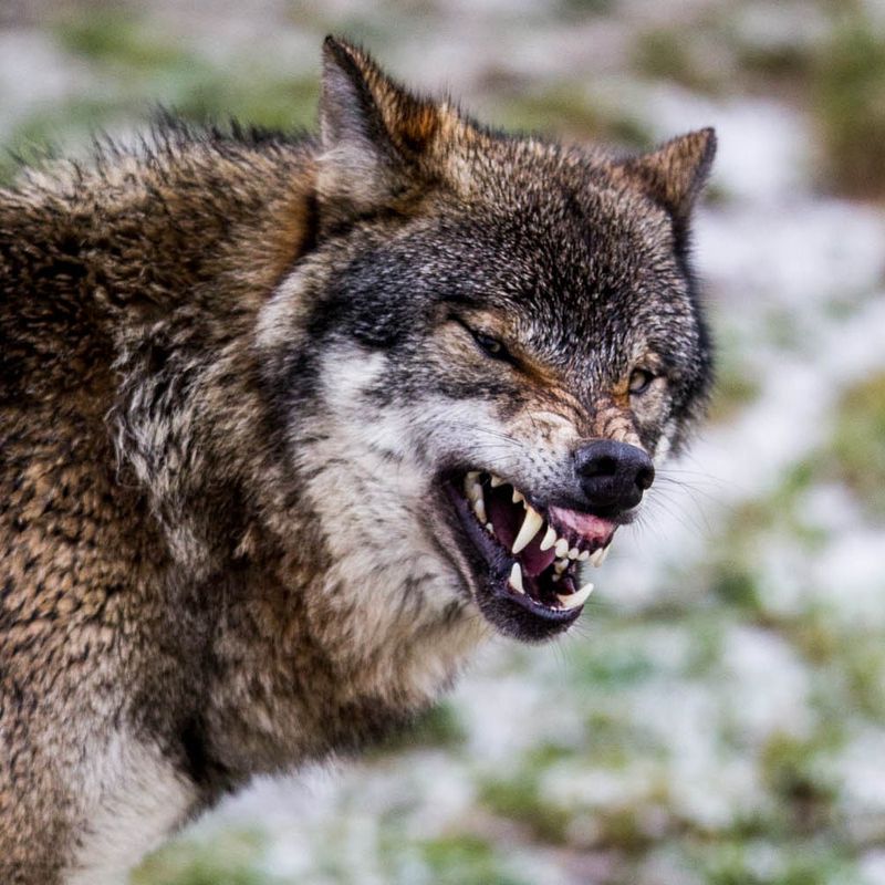 Wolves