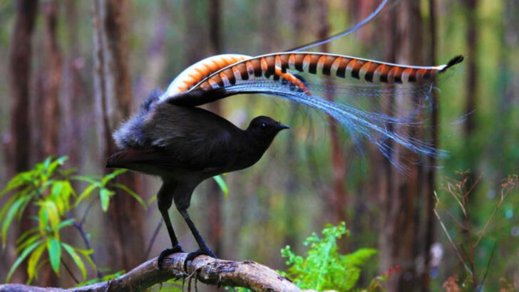 Beauty vs. Voice: 10 Gorgeous Birds With Harsh Songs